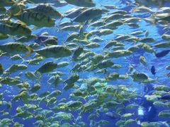 -上海海昌海洋公园