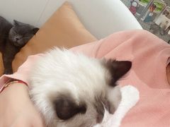 -1013 PET SHOP精品宠物商店(丁香店)