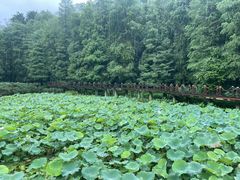 -深圳仙湖植物园