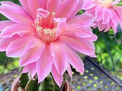 -陈麻婆豆腐(旗舰店)