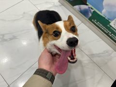 -艾吉宠物医院·疑难杂症转诊中心·猫友好(碧江路院)