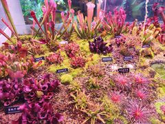 -中国科学院西双版纳热带植物园