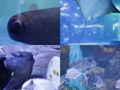 -正佳极地海洋世界