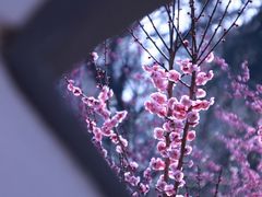 -梅花山(明孝陵内)