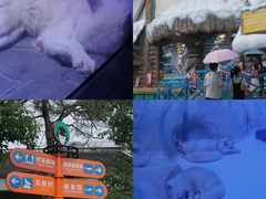 -海合安成都极地海洋公园