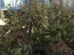 竹节虫-上海昆虫博物馆