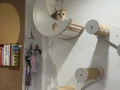 -楼上猫咖(罗湖店)