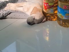 -宠颐生宠物医院·心肾内科·猫专科诊疗中心宠巢店