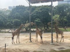 -深圳野生动物园