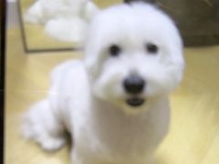 -MEAT MATE 鲜食肉铺(凤凰汇·里巷店)