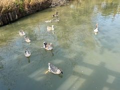 -溱湖国家湿地公园