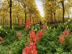 -天适樱花悠乐园