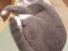 -CAT’S MEWSTAR CAFE·喵星球猫屋(晴湾咖啡店)