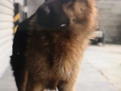 -美联众合动物医院·24h转诊中心
