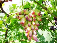 iphone_upload_pic-成都美盈都市现代农业示范园