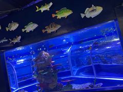 -上海大自然野生昆虫馆(东方明珠·爬宠昆虫探索中心)