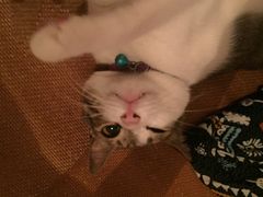 -创凡宠物医院·骨专科  猫科中心(西乡分院)