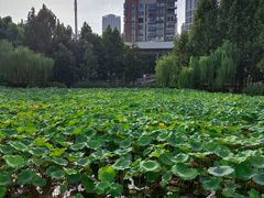 -堤角公园