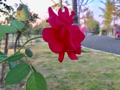 -枫林花海
