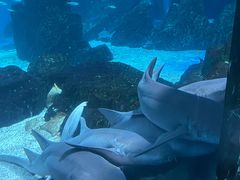 -海合安成都极地海洋公园