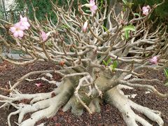 -南通洲际绿博园