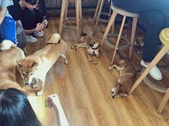 -柴犬高等学院·狗咖·柴犬售卖·宠物训练