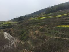 -桑洲油菜花景区