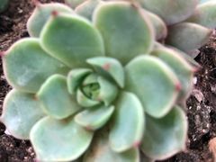 -汤姆家的牛排西餐厅(振华商厦店)