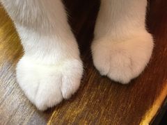 -李小姐の猫咖啡馆(五角场店)