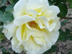 -圆明园遗址公园-藻园门售票处