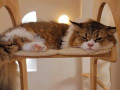 -More Fun猫咖 二十只万元加菲主题