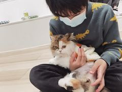-COLOR PETS 撸猫馆·购猫·猫咖(长风大悦城店)