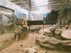 -清迈夜间动物园