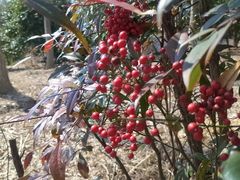 -梁鸿国家湿地公园