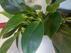 -花鸟鱼虫鲜花绿植市场(玉泉路店)
