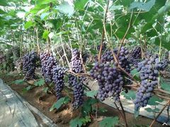 -巴城镇马料江村葡萄园