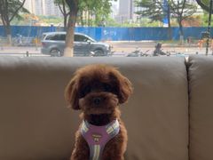 -瑞派申生动物医院·24H夜诊·国际动物医疗中心·骨外科(吴中路店)