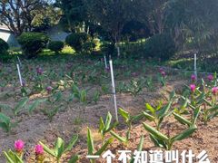 -松山湖梦幻百花洲