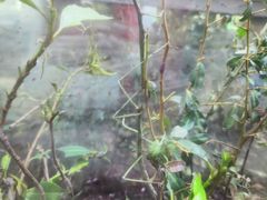 -上海昆虫博物馆