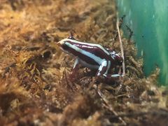 -上海大自然野生昆虫馆(东方明珠·爬宠昆虫探索中心)