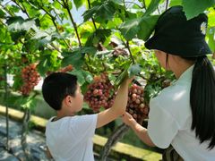 -金谷域澳洲庄园