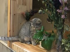 -猫色咖啡·猫咖