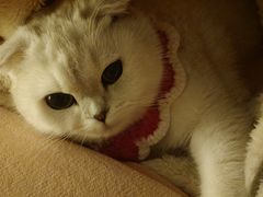 -家有小宠宠物美容(双楠街店)