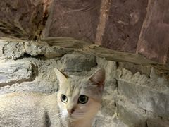 -猫色咖啡·猫咖