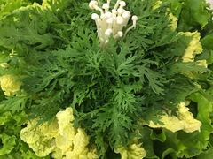 -食潮汕头鲜牛馆(望京保利店)