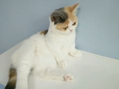 -喵的天空名猫咖啡馆·撸猫·猫舍·用品