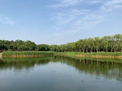 -大兴滨河森林公园