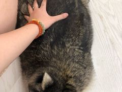 -浣熊柯尔鸭土拨鼠·电玩咖