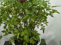 -石家庄市植物园