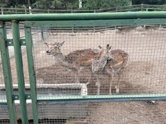 -青藏高原野生动物园